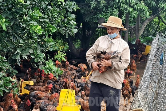 Giá gà giảm sâu